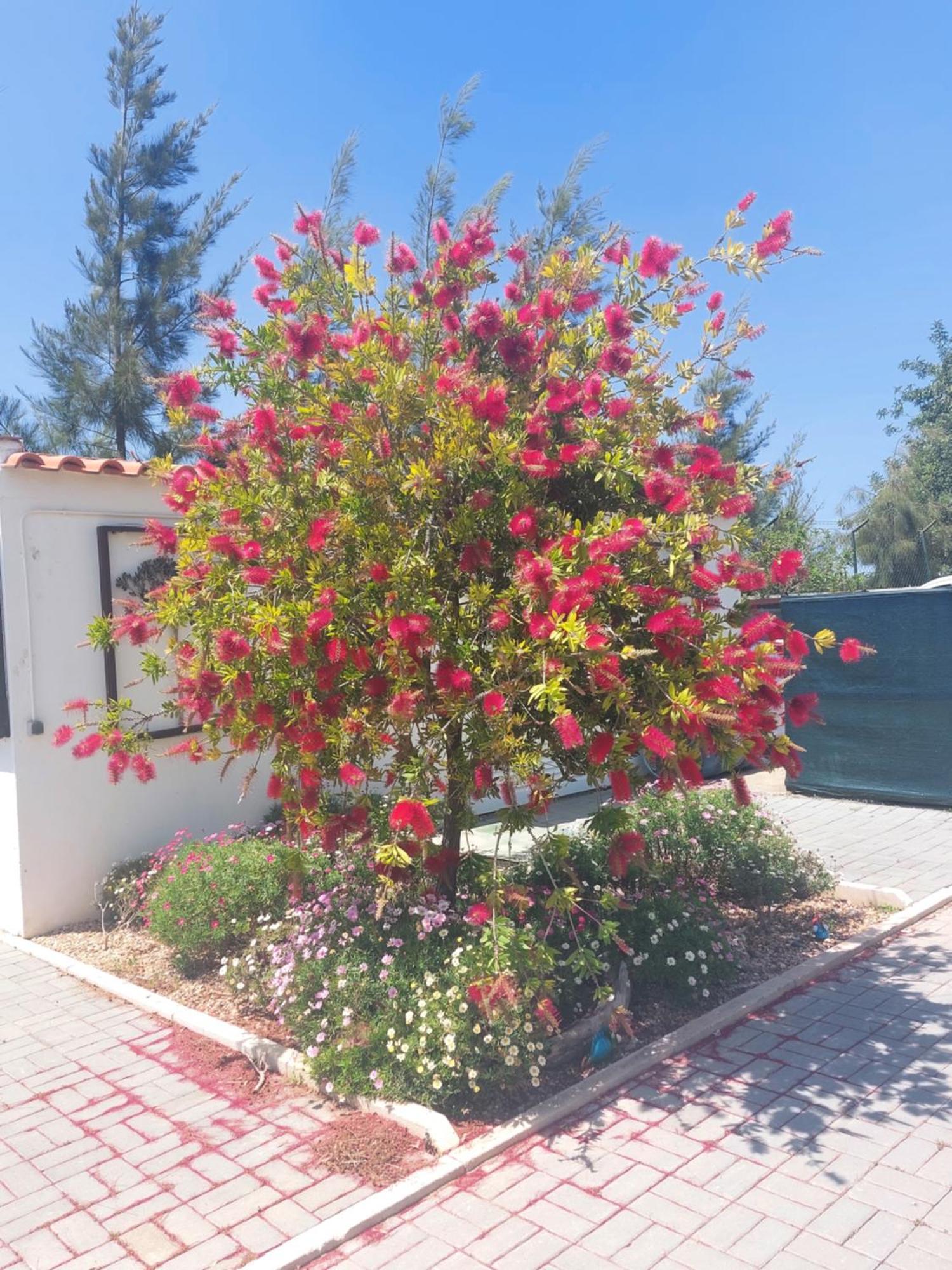 Tavira Vacations Apartments Buitenkant foto